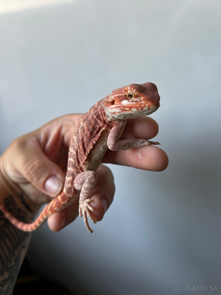 Agama vousatá red - 2