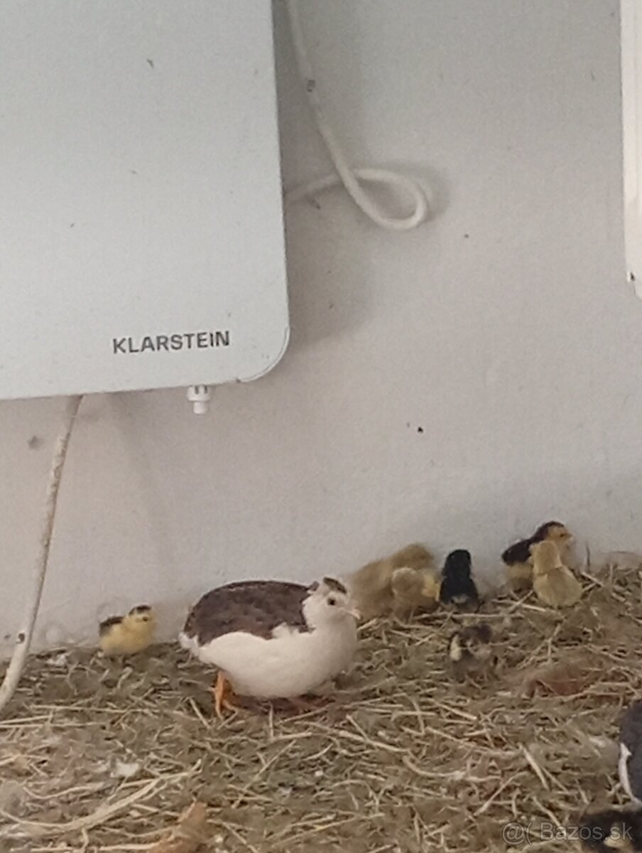 Prepelica čínska, prepeličky - 2
