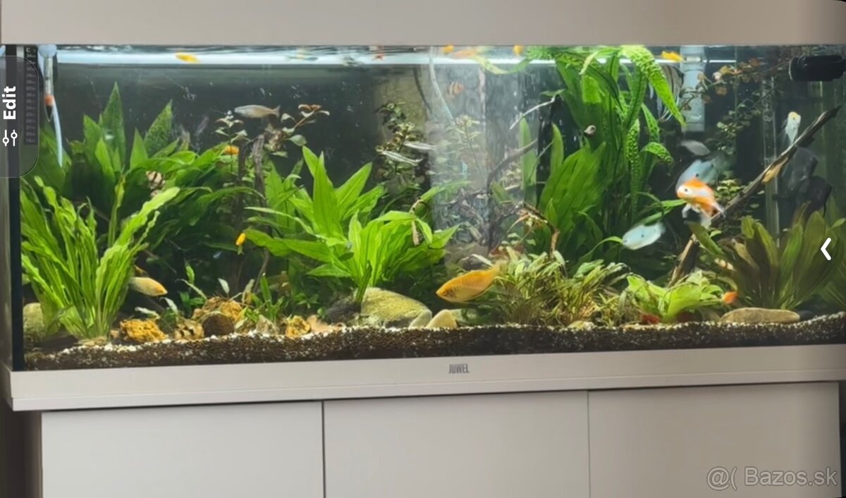 Juwel rio 240 - 2