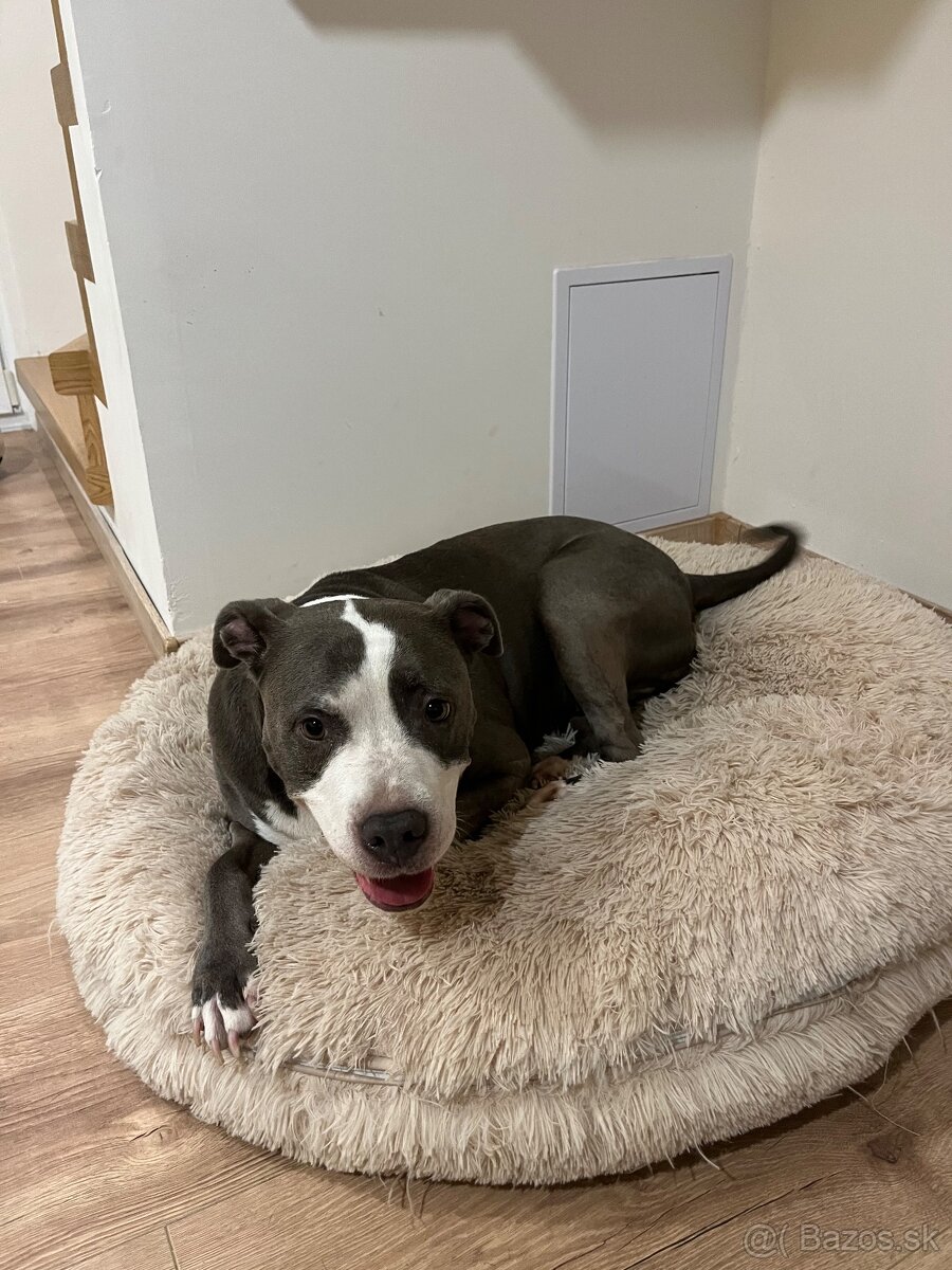 Darujem Staforda - 2