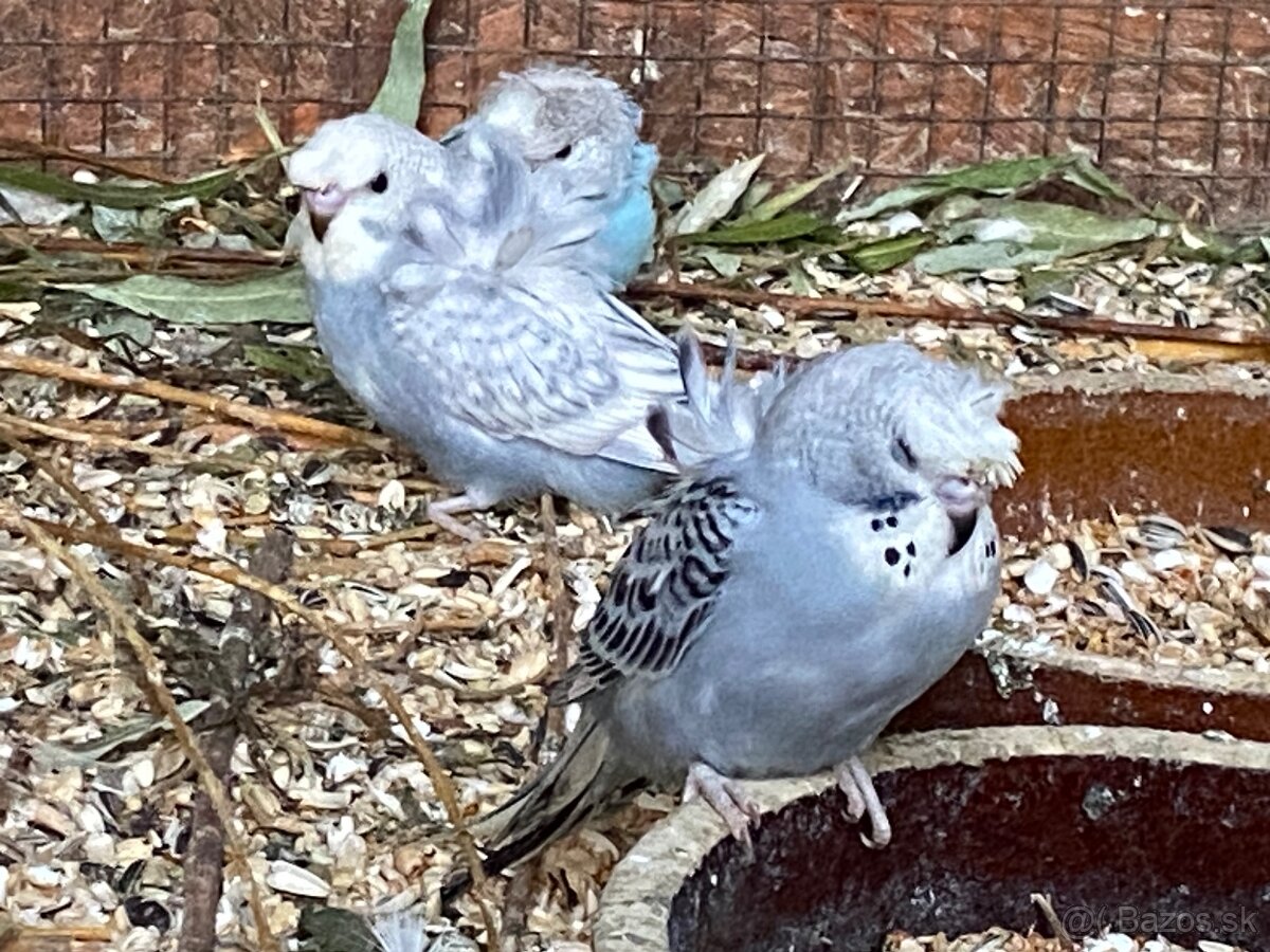 Hagoromo,helikopterky,vrtulky 2025 - 2