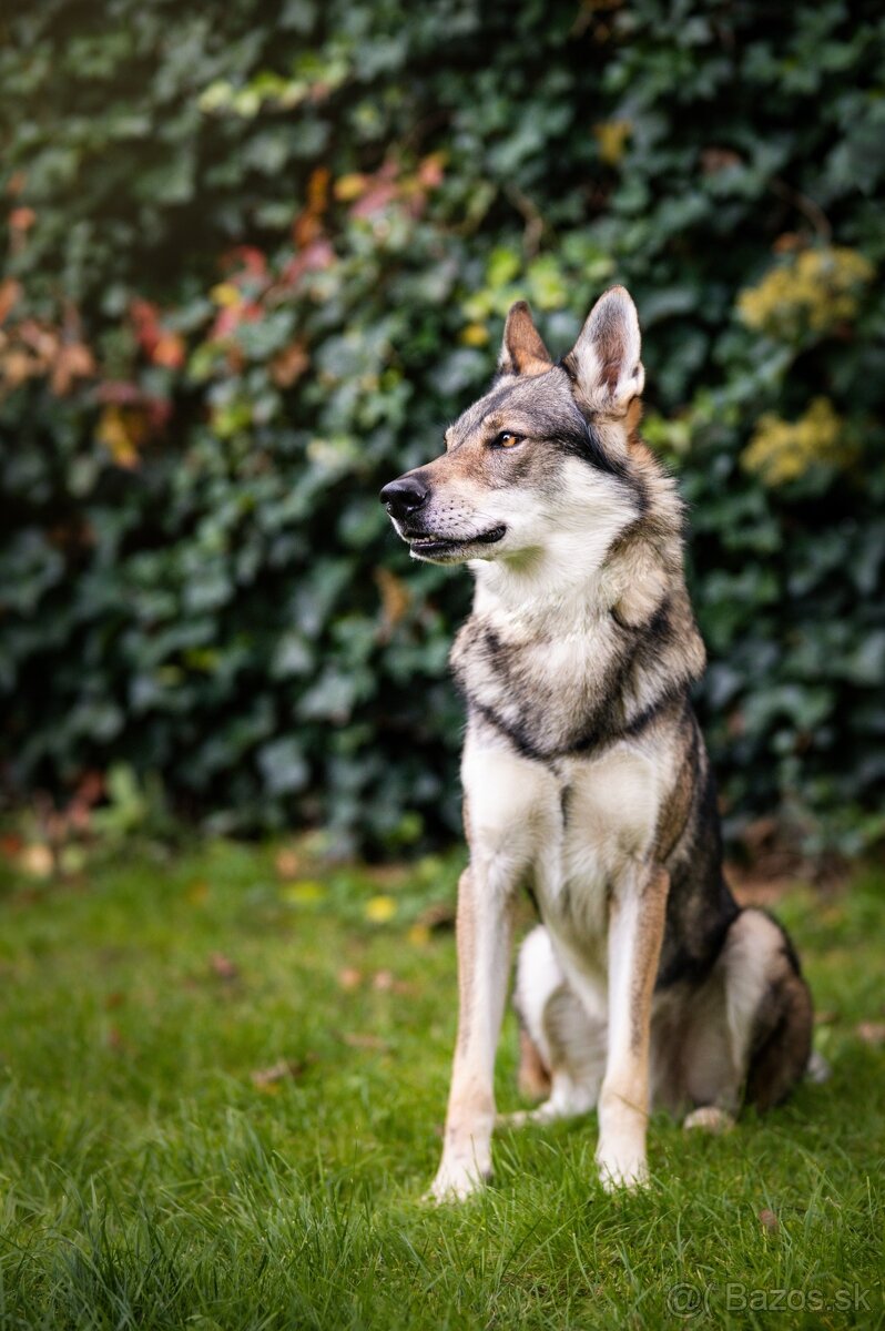 Československý vlčiak šteniatka s PP - 2