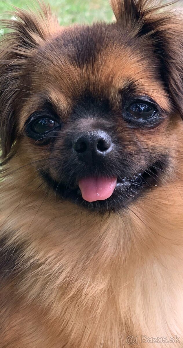 KÚPIM ❤️ - dlhosrstá čivava fenka - 2