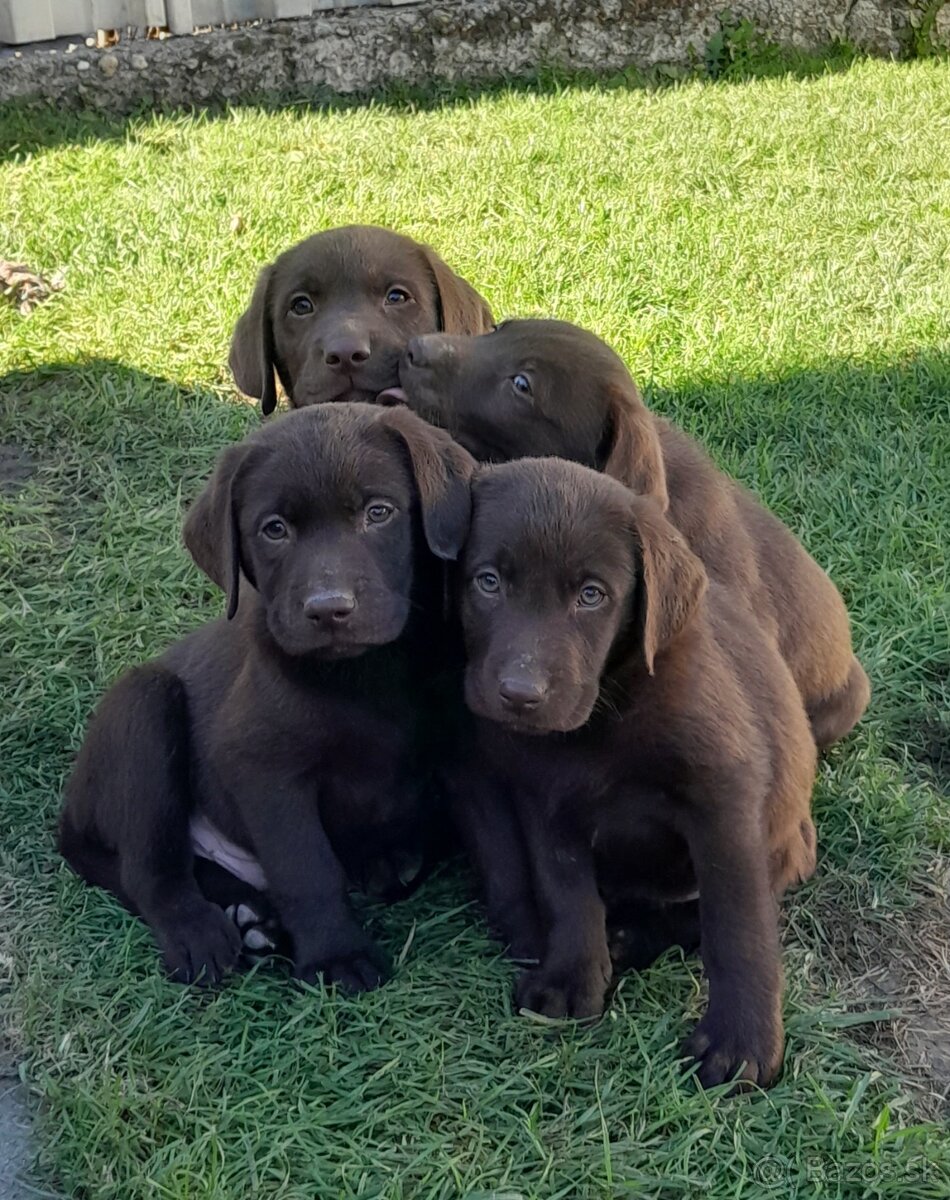 Čokoládový labrador - 2