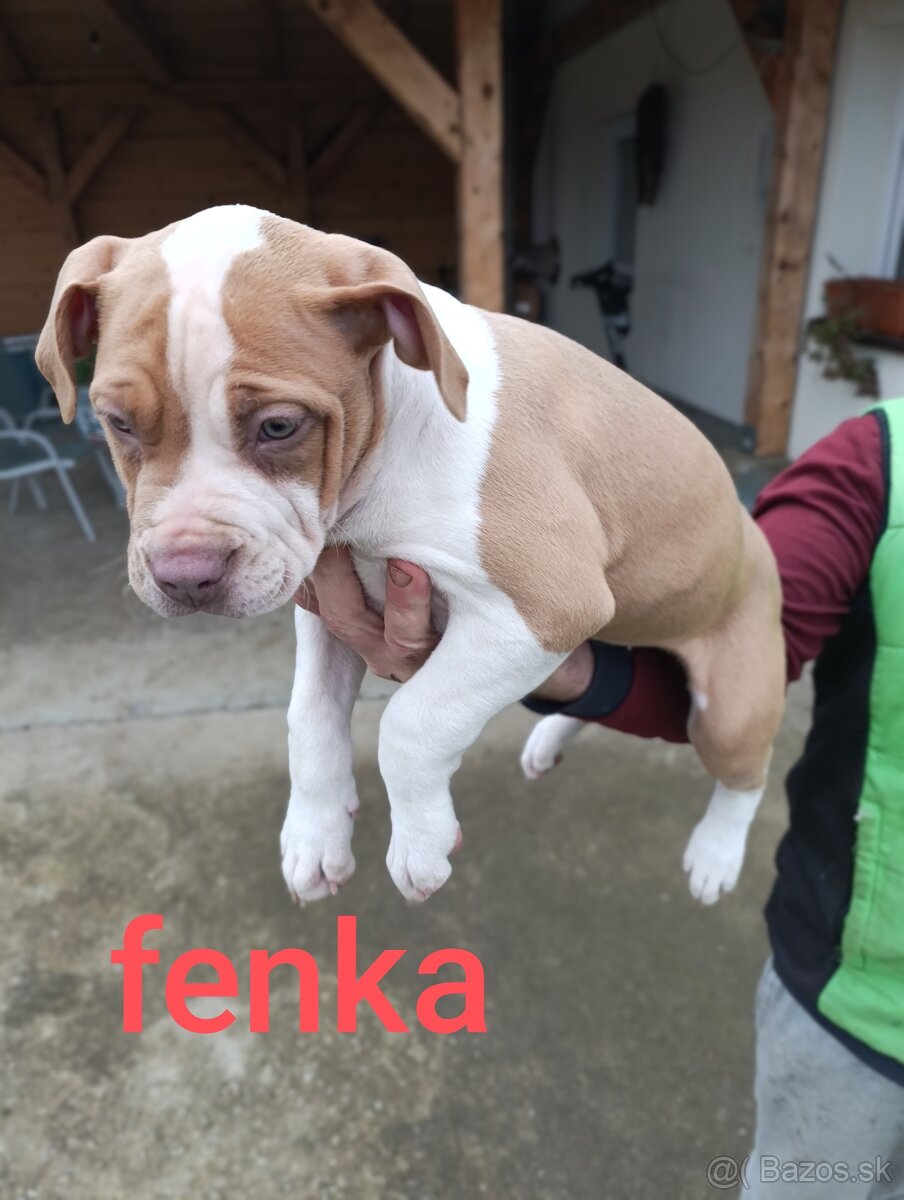 American Bully XL - 2