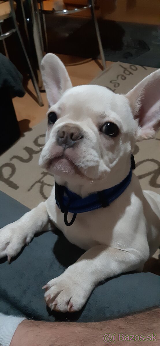 Francúzsky buldoček lilac platinum - 2