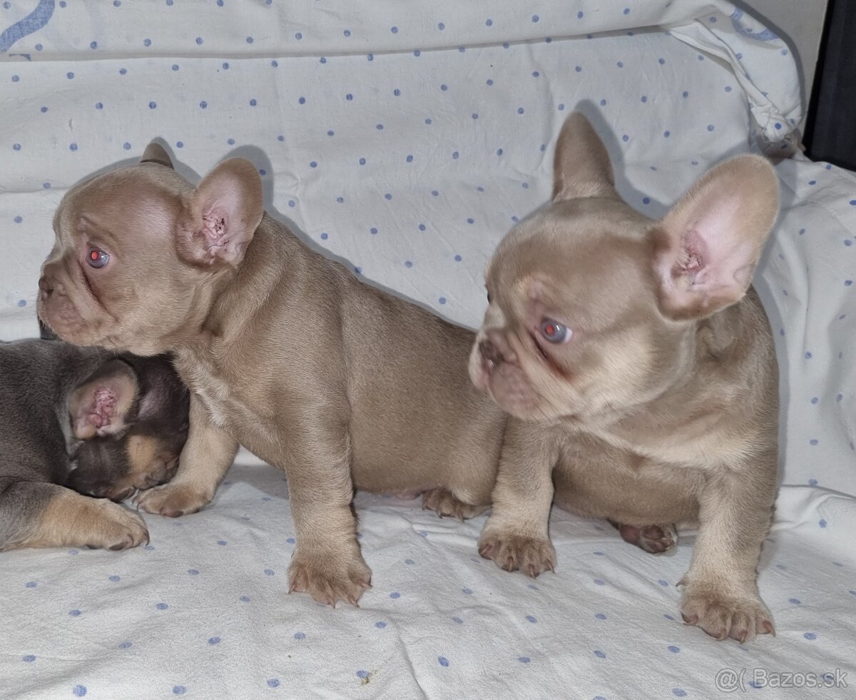 Francúzsky Buldoček - 2