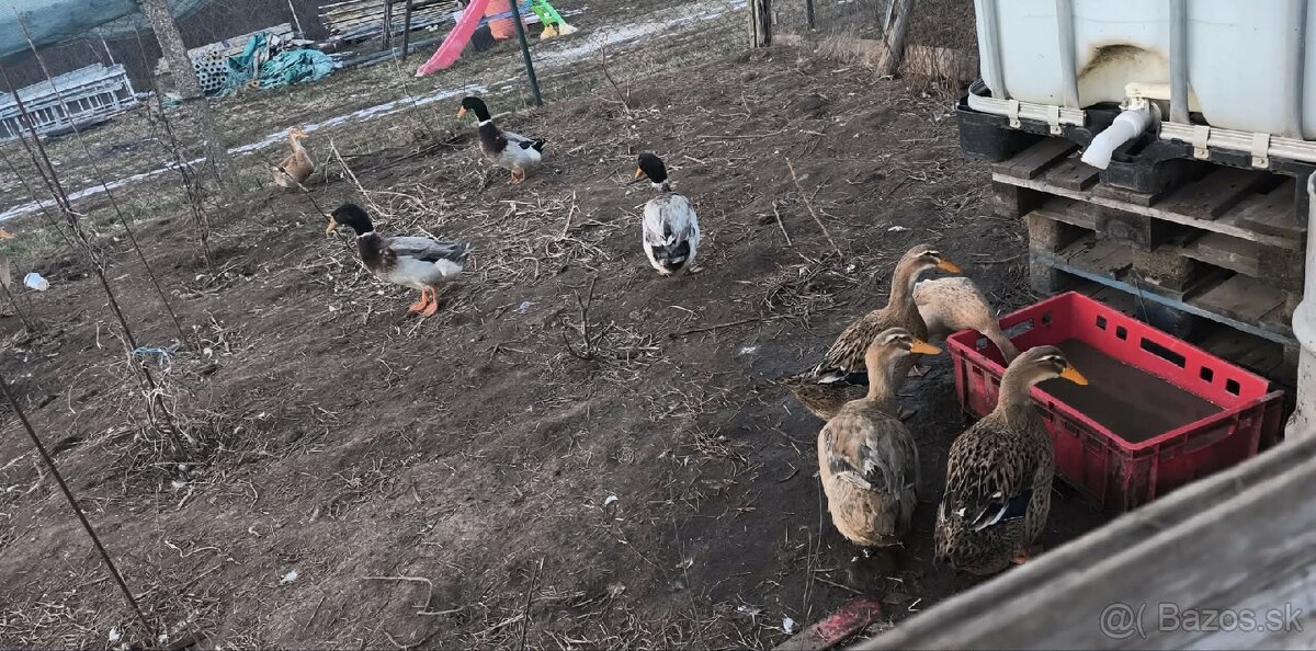 Rozne kacice a kaceri - 2