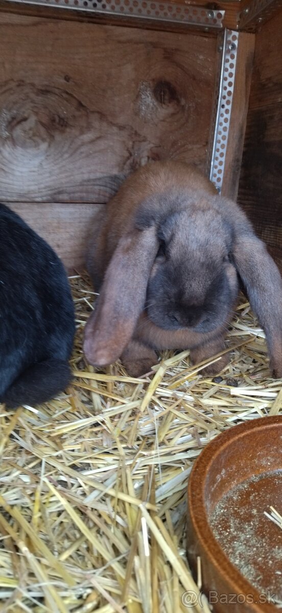 Francúzsky baran - 2