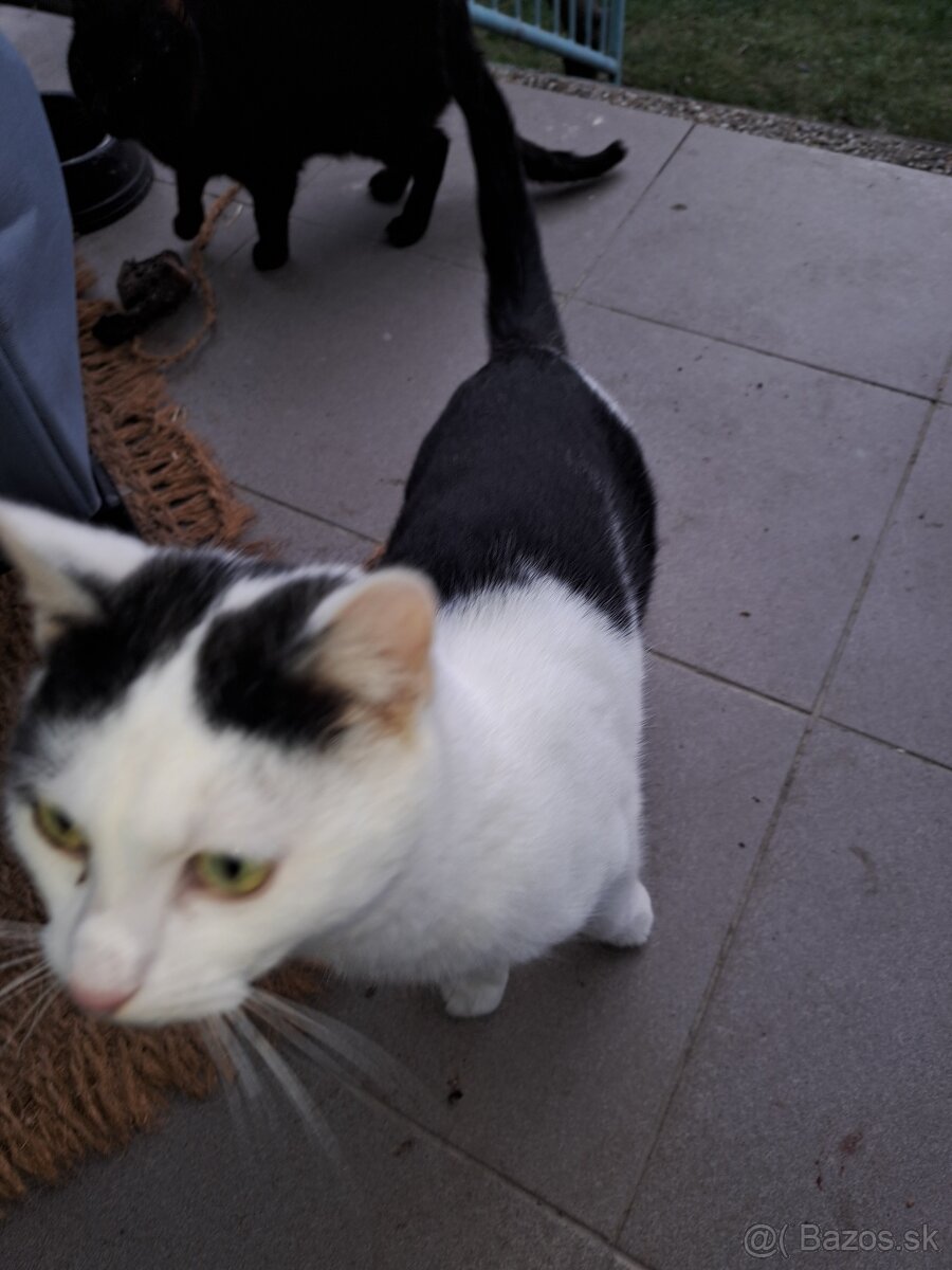 Kocurik Hugo hlada domov - 2