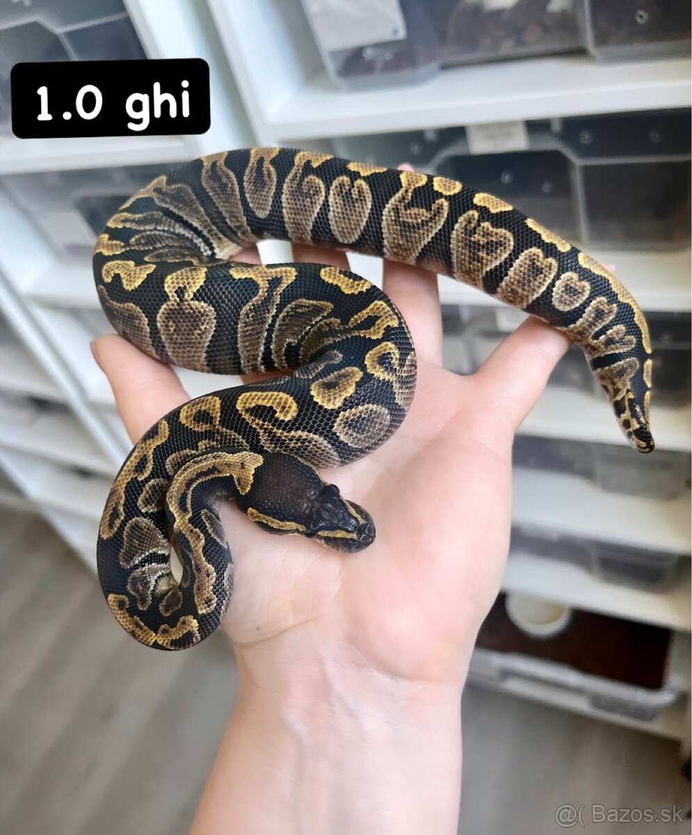 Python regius - 2