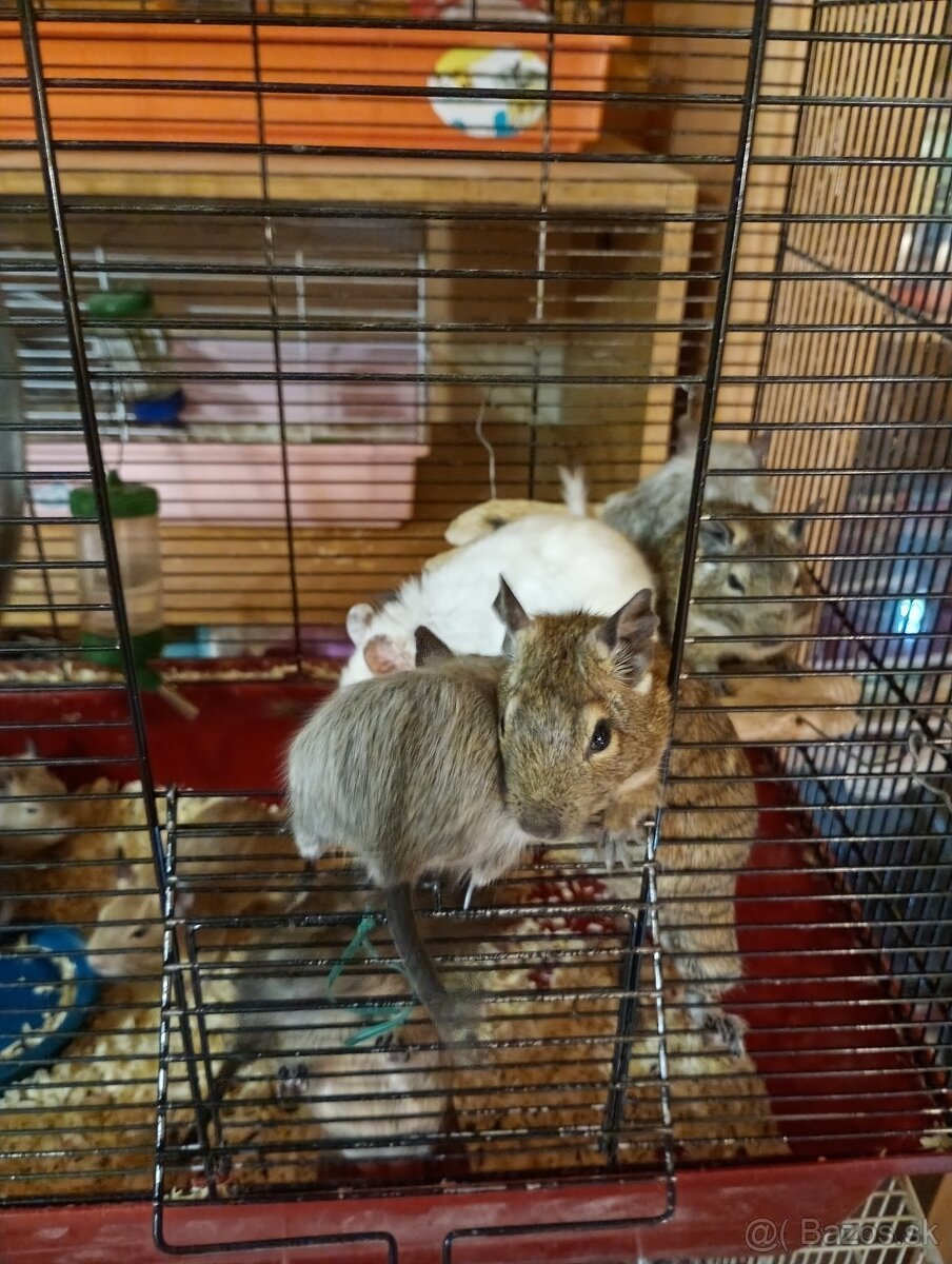 Osmak degu - 2