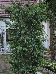 Ficus benjamína - 2