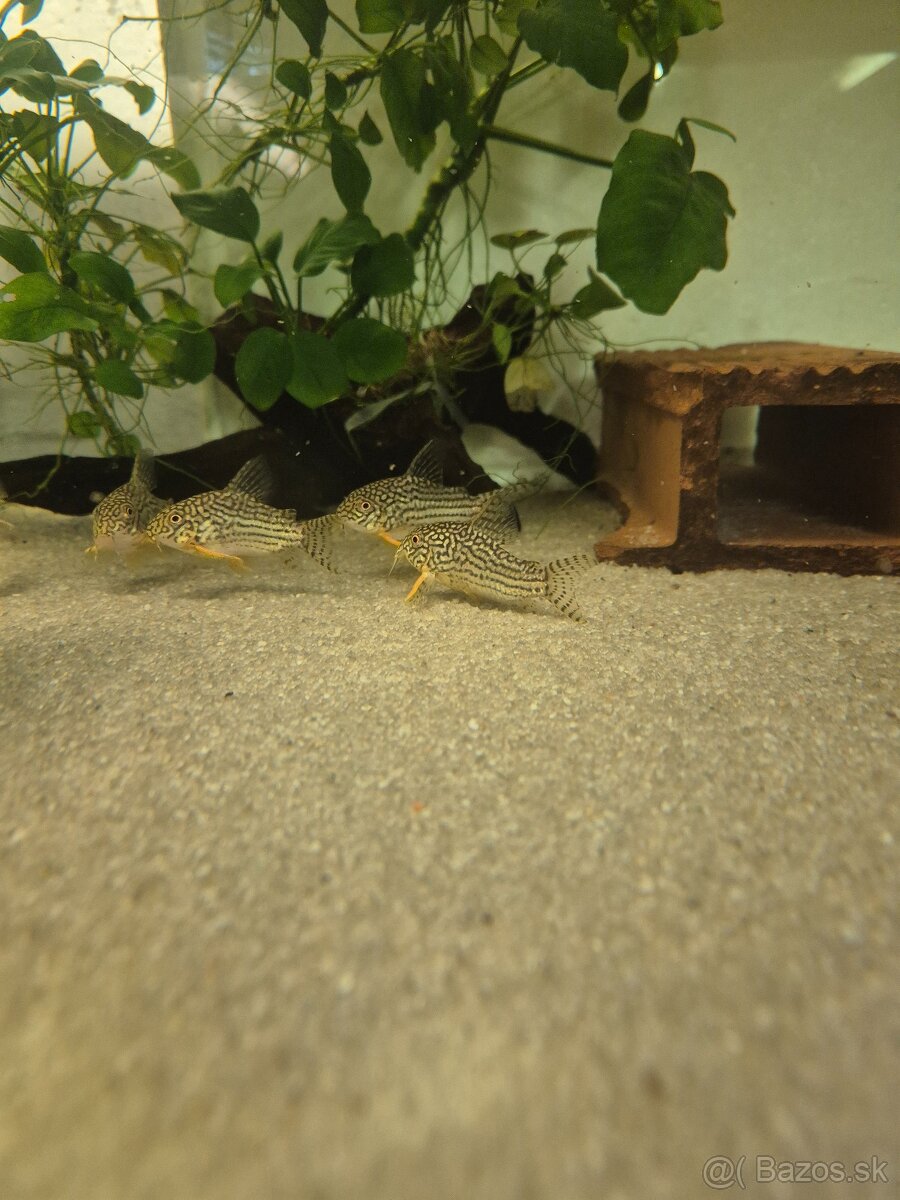 Corydoras Šterba - 2