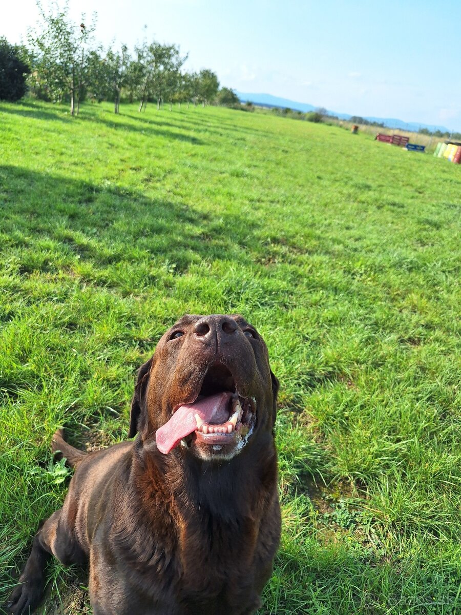 hotel pre psov, vycvik s ubytovanim - 2