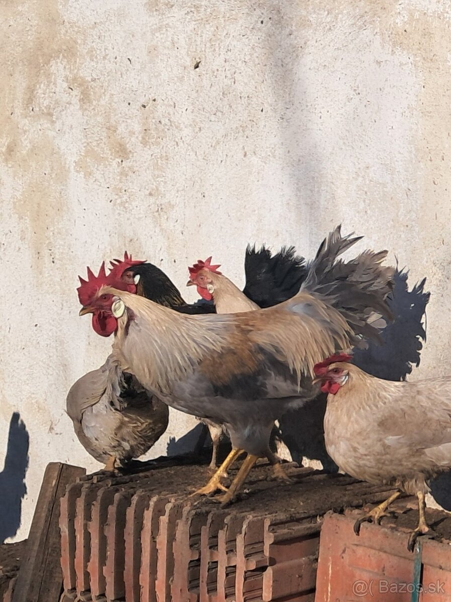 Vlaška perlovošedá - 2