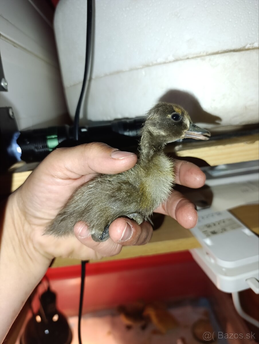 Trojdnove kacatka - 2