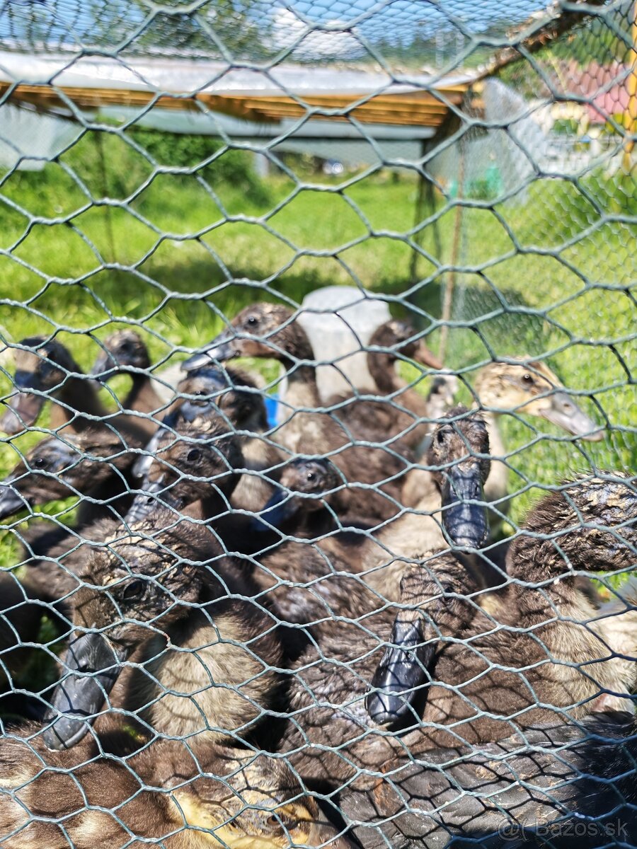 Kacky - 2