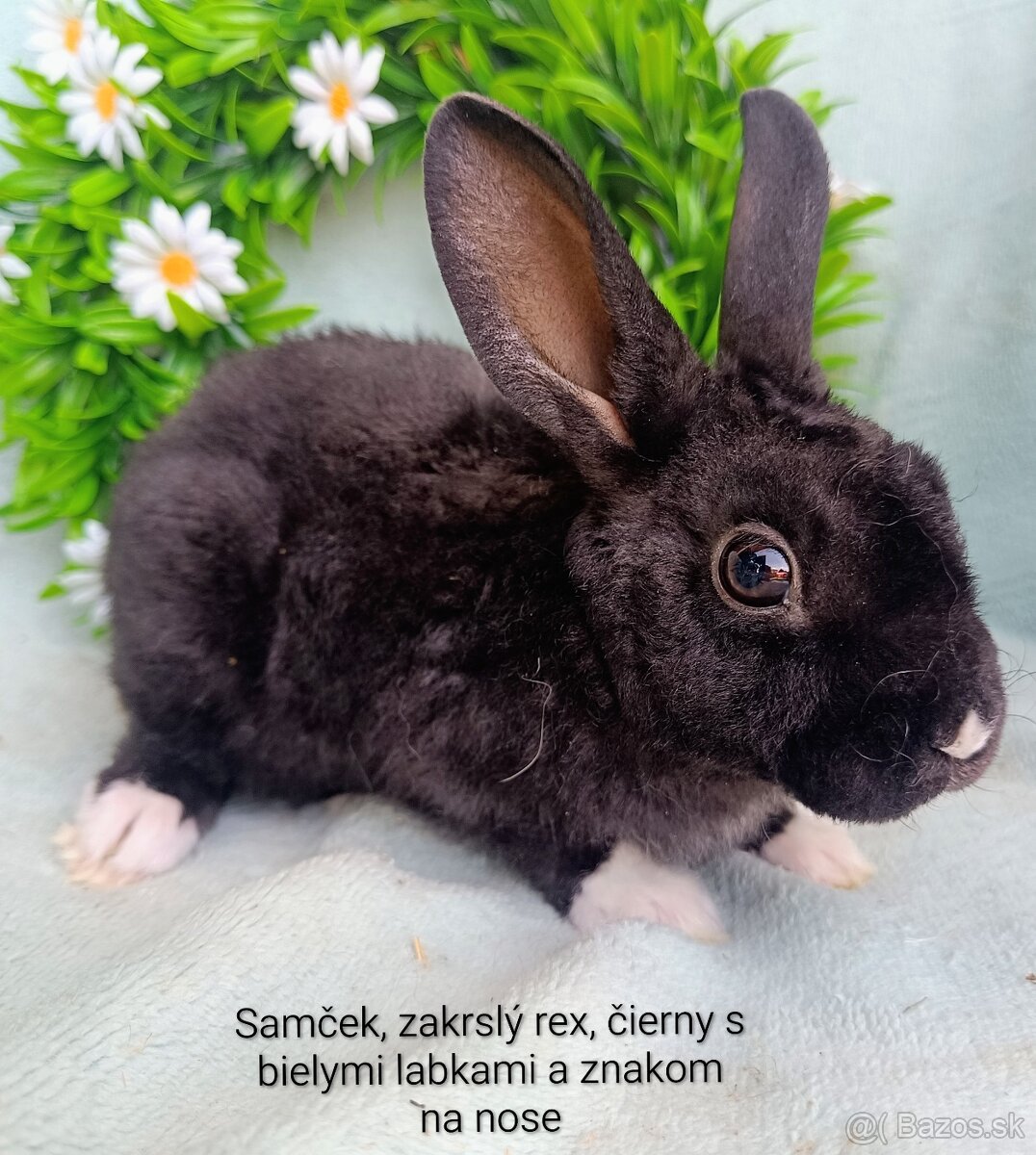 Zakrslý rex - samček čierny s bielou - 2