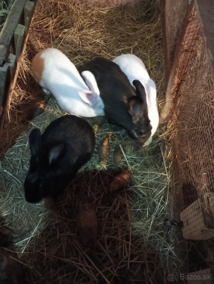 Predám samice - 2