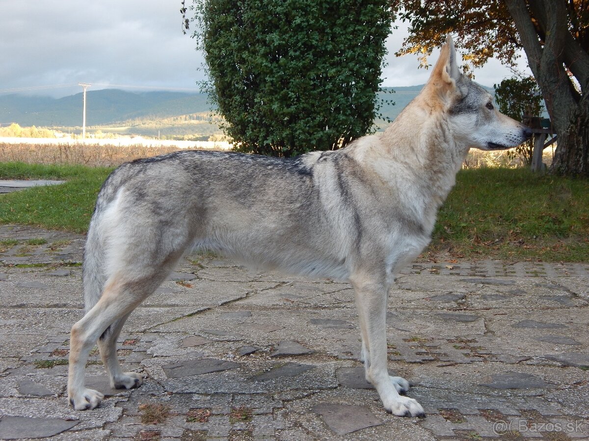 Československý vlčiak šteniatka s PP - 2