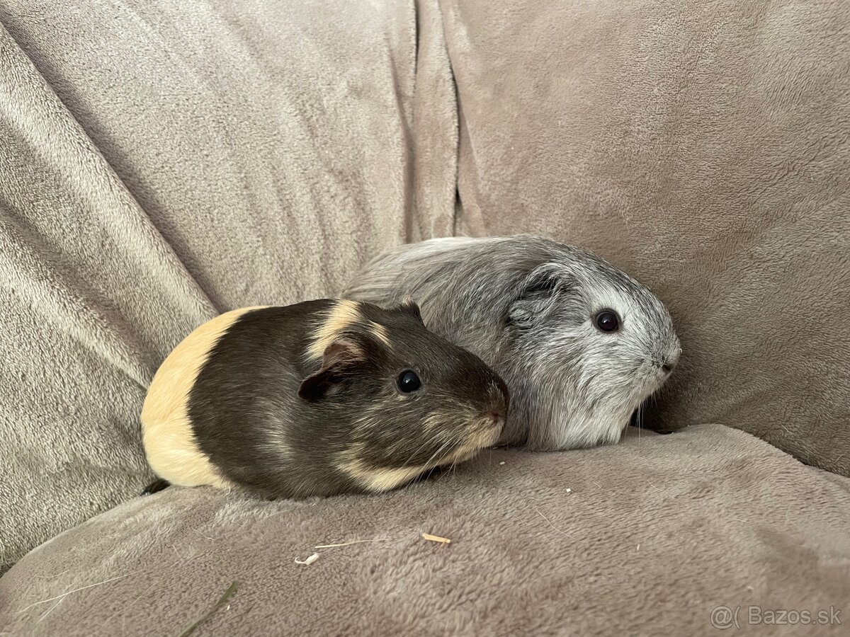 Morské prasiatko - 2