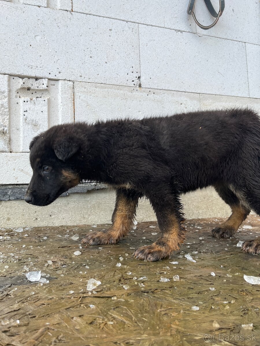 Šteňa Nemecký Ovčiak - 2