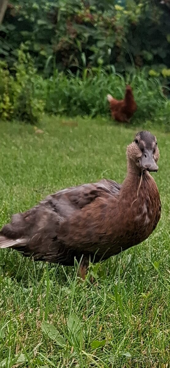 Zdrobnené kačky - 2