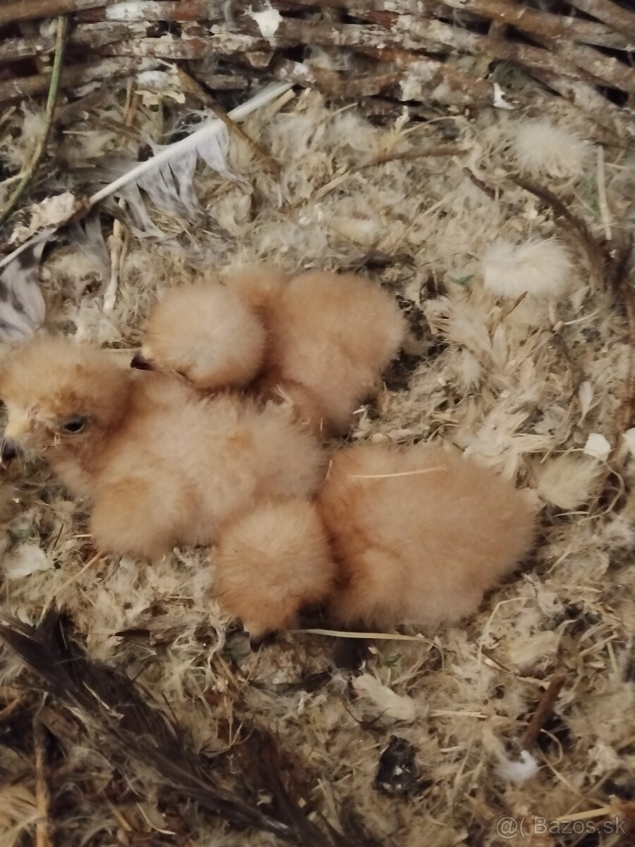 Kaňa harrisová,Sova snežná - 2