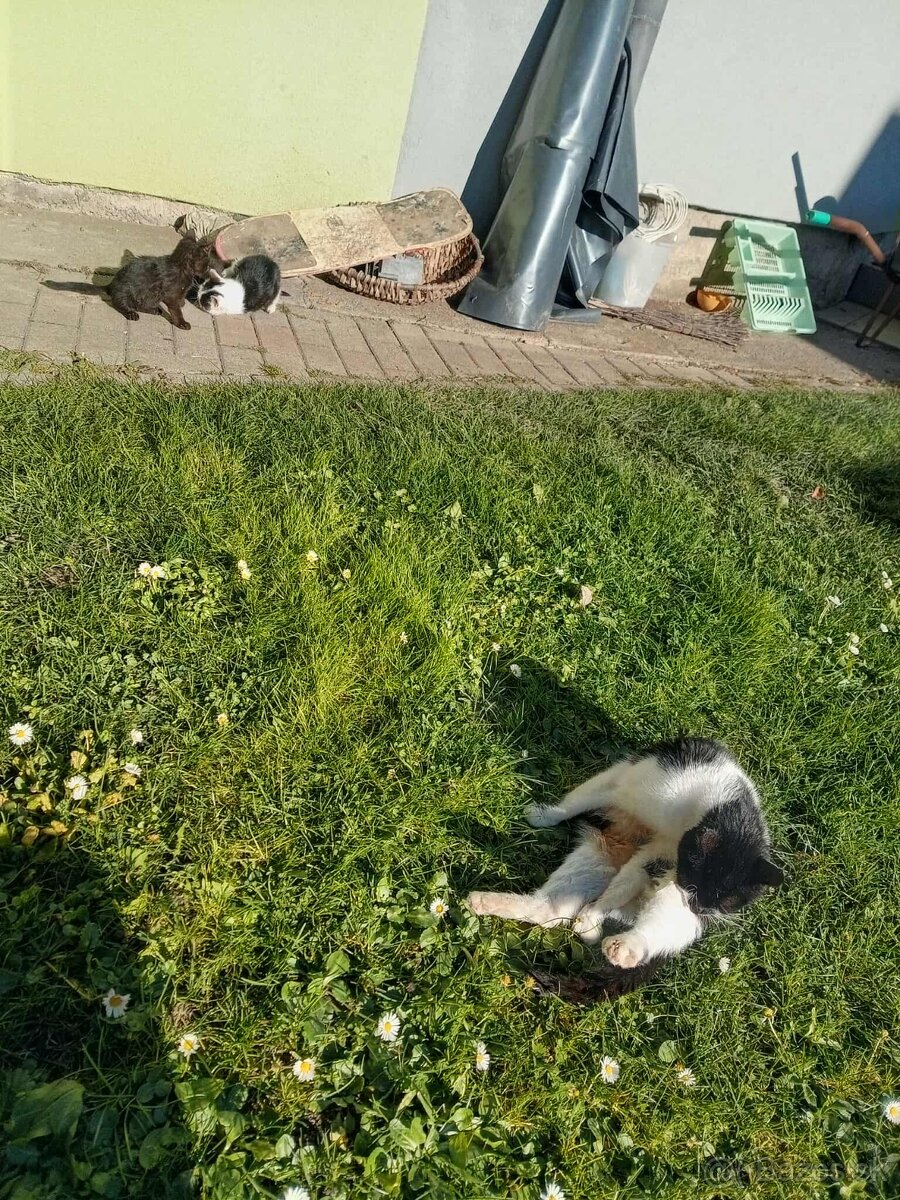 Darujem Mačiatka - 2