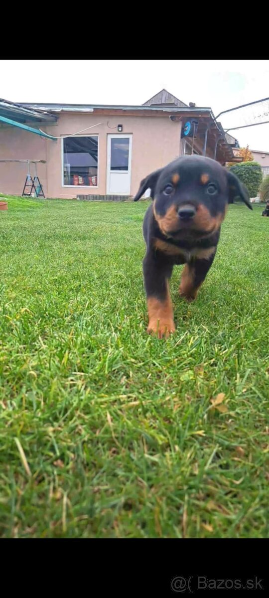 Predám rotvajlerov - 2