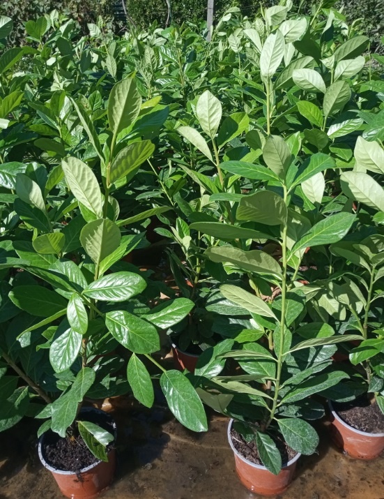 Vavrinovec lekarsky Novita, výška 65-70 cm, cena 6 €/ks - 2