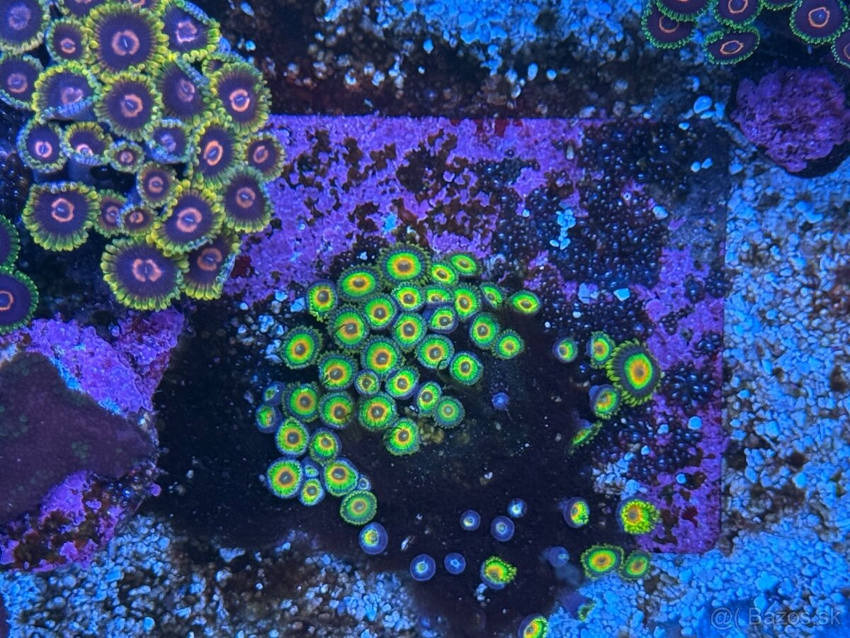 Zoanthus Rasta 10+ polypov - 2
