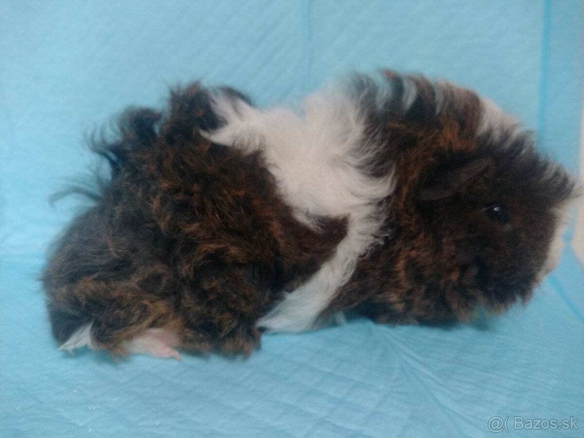 Morske prasiatko - Lunkaria - 2