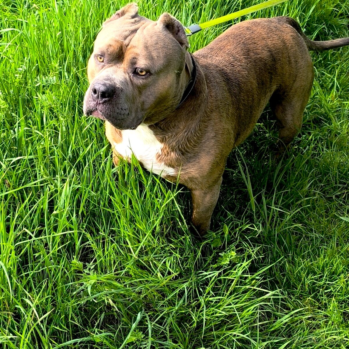 American Bully krytie - 2