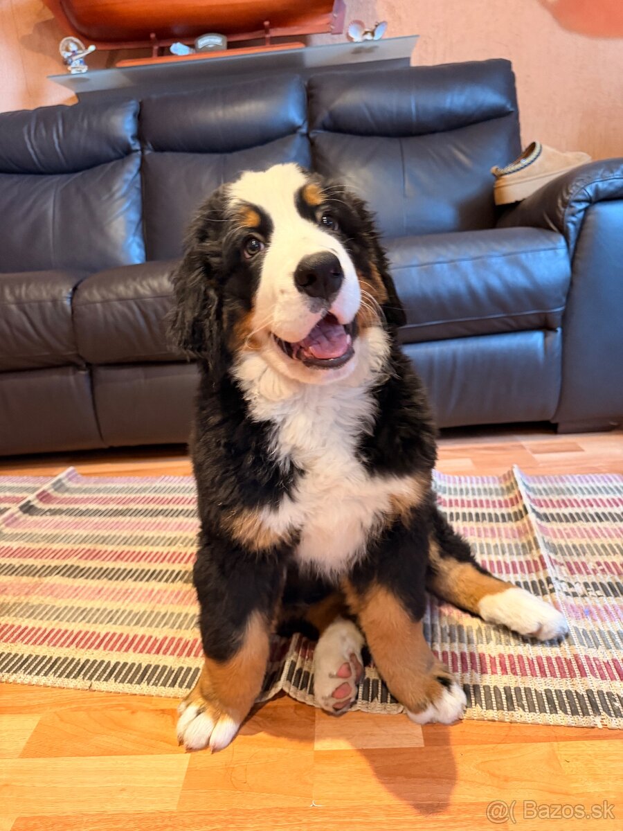 Šteniatko s PP - Bernsky salašnícky pes - 2
