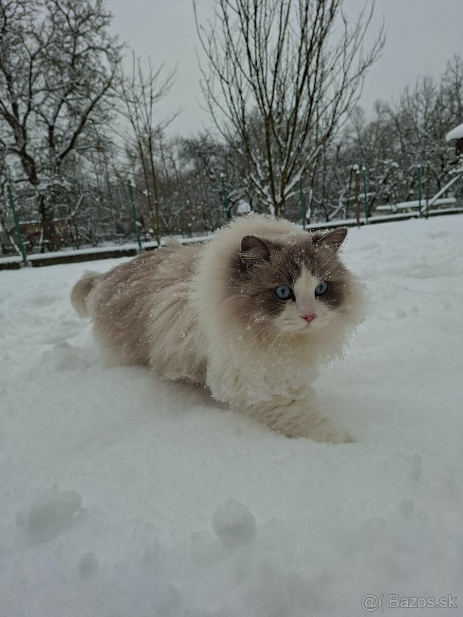 Ragdoll kocur na krytie - 2