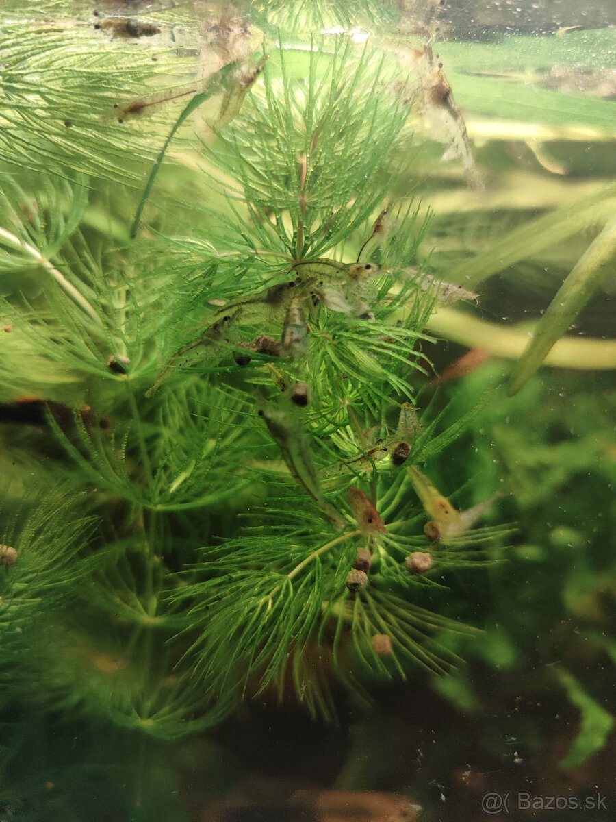 krevety Neocaridina 0,50€ kus - 2
