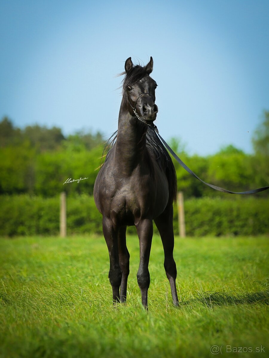Arabsky plnokrvnik - Mafino - 2