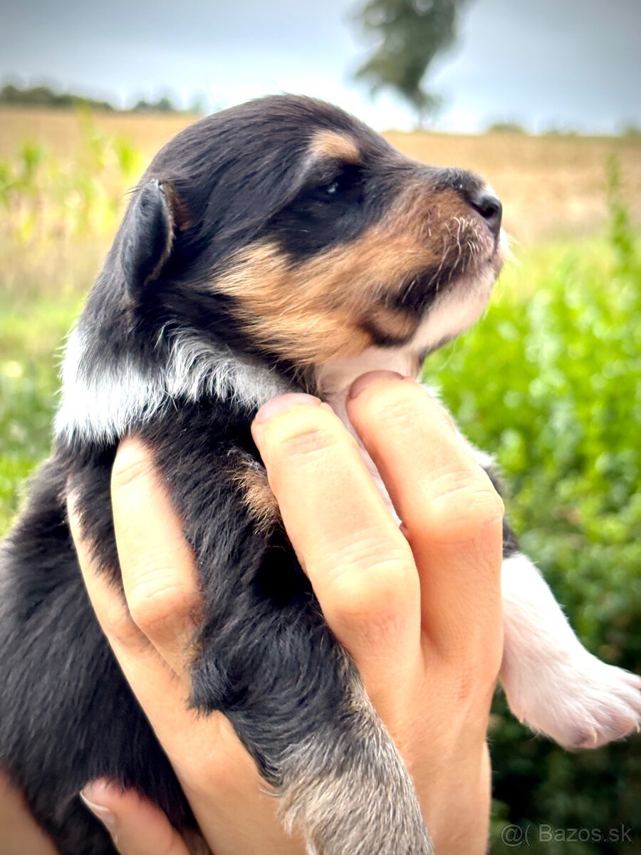 Šeltia / Sheltie - 2