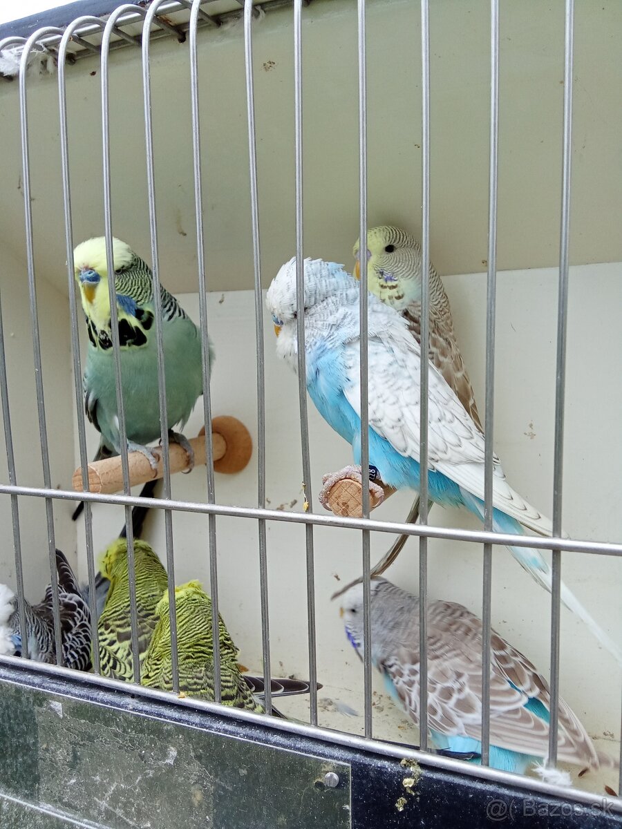 Vystavne andulky,duhove andulky - 2