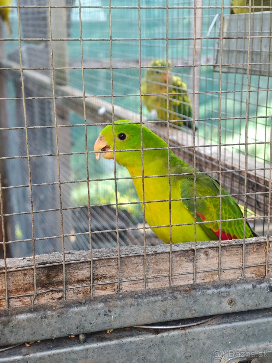 Červenokrídly žltý - 2