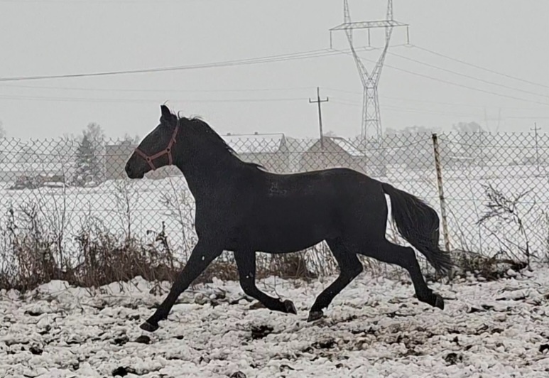 žrebec Nonius 2,5 roka lacno - 2