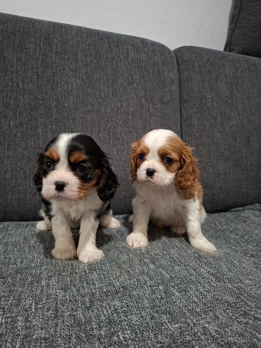 Cavalier kavalier king charles spaniel - 2