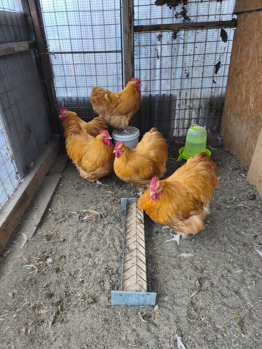 Orpingtonka žltá velká forma - 2