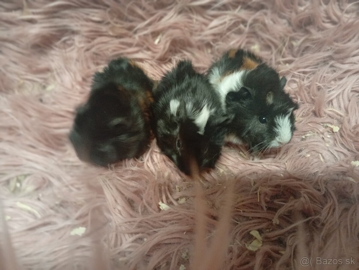 Morské prasiatka - 2