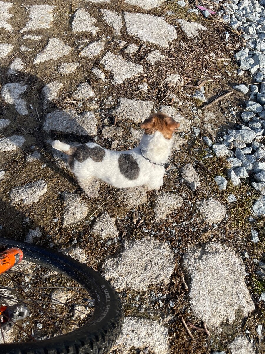 Jack russel terier bez PP - 2