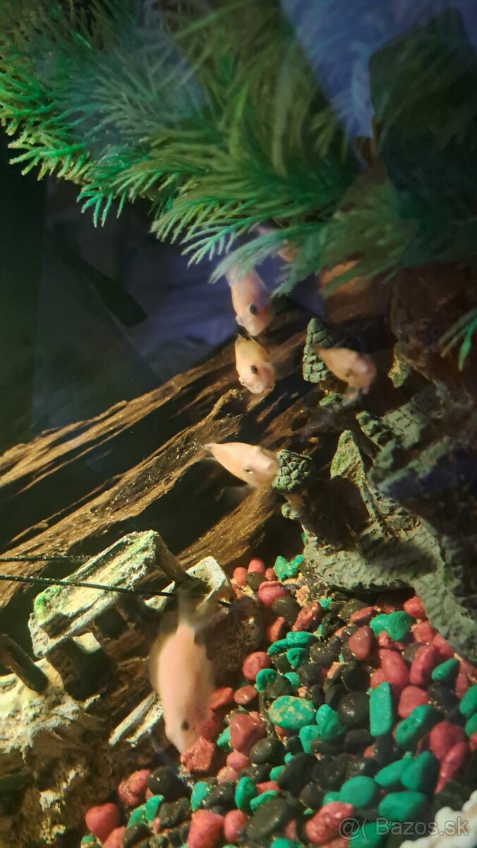 Cichlidy albino biela - 2