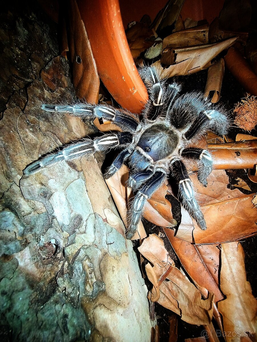 Pavúk, Vtáčkar , Tarantula , Aphonopelma seemanni - 2