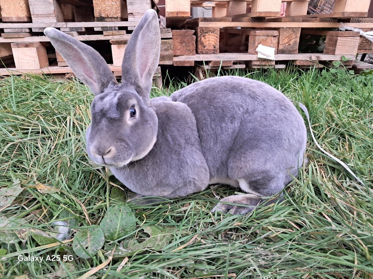 Slovenský sivomodrý rex - 2